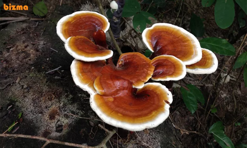 منع مصرف قارچ گانودرما