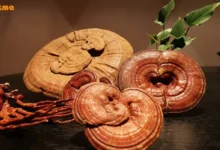 خواص قهوه گانودرما دکتر بیز