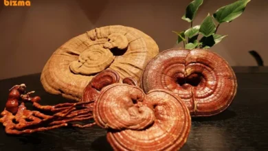 خواص قهوه گانودرما دکتر بیز