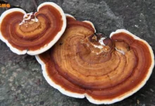 انواع قارچ گانودرما در ایران و جهان