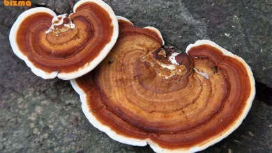 انواع قارچ گانودرما در ایران و جهان