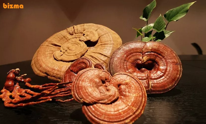 قارچ گانودرما