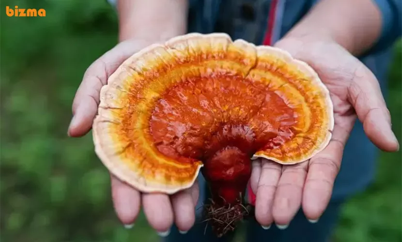 تاریخچه قارچ گانودرما