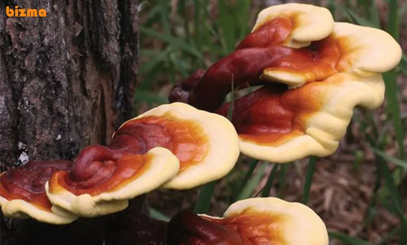 بهترین روش مصرف گانودرما برای درمان آلزایمر