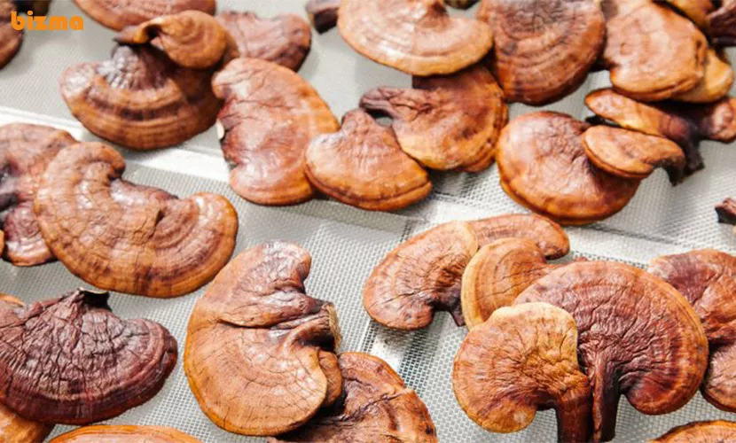 خواص دارویی قارچ گانودرما