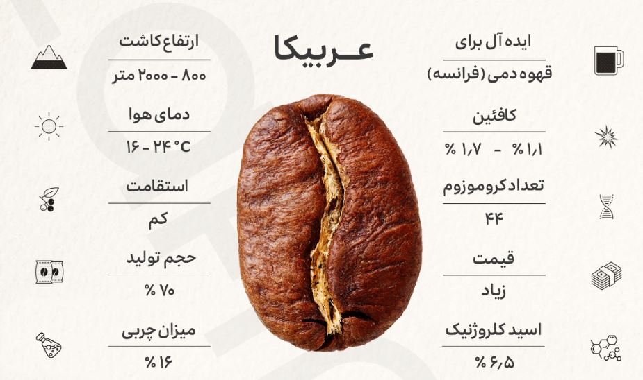 انواع قهوه / عربیکا
