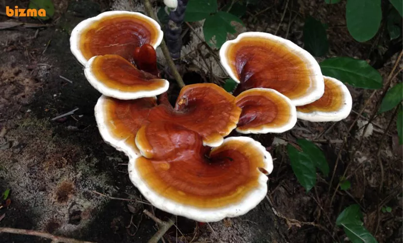 قارچ گانودرما چیست؟