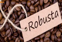 قهوه روبوستا چیست