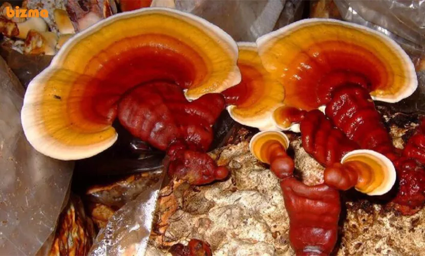 نحوه عملکرد قارچ گانودرما در تقویت سیستم ایمنی بدن