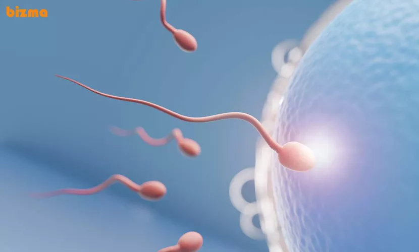 نحوه مصرف قهوه گانودرما برای درمان نازایی و ناباروری