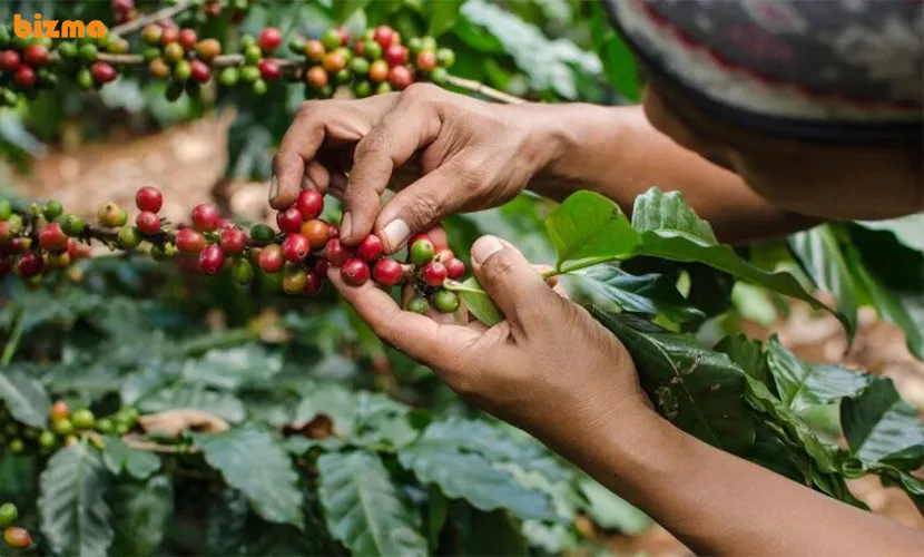 مراحل تولید و فراوری قهوه