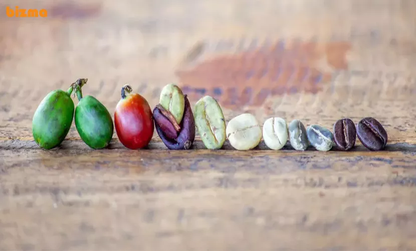 مراحل تولید قهوه