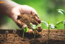 نحوه کشت و تولید قهوه