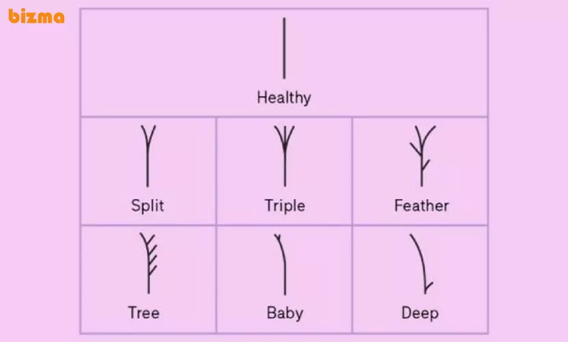 انواع موخوره