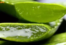 خواص آلوئه ورا برای پوست صورت و مو؛ 8 فواید آلوئه‌ورا که نمی‌دانید!