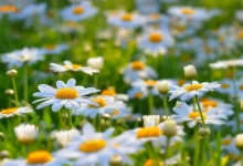 12 خواص بابونه برای پوست صورت که نمی‌دانید!