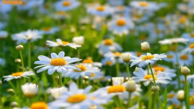 12 خواص بابونه برای پوست صورت که نمی‌دانید!