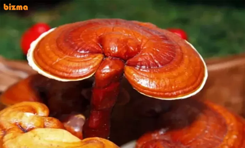 انواع قهوه گانودرما دکتر بیز؛ آشنایی و تفاوت آنها 7 چه کسانی میتوانند از قهوه گانودرما سوپریم استفاده کنند؟