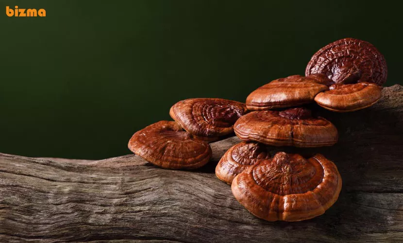 تاریخچه گانودرما