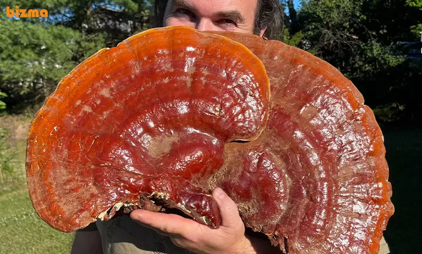 نحوه کشت قارچ گانودرما چیست