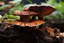 گانودرما چیست و چه خواصی دارد ؟