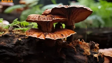 گانودرما چیست و چه خواصی دارد ؟