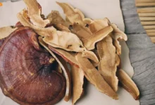 شیتاکه بهتره یا گانودرما