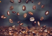 طبع قهوه گانودرما سرد یا گرم است