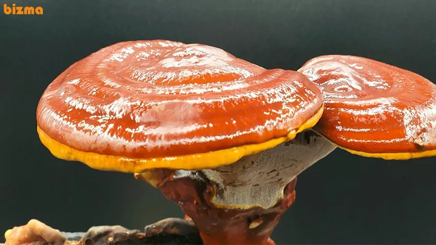 قارچ گانودرما