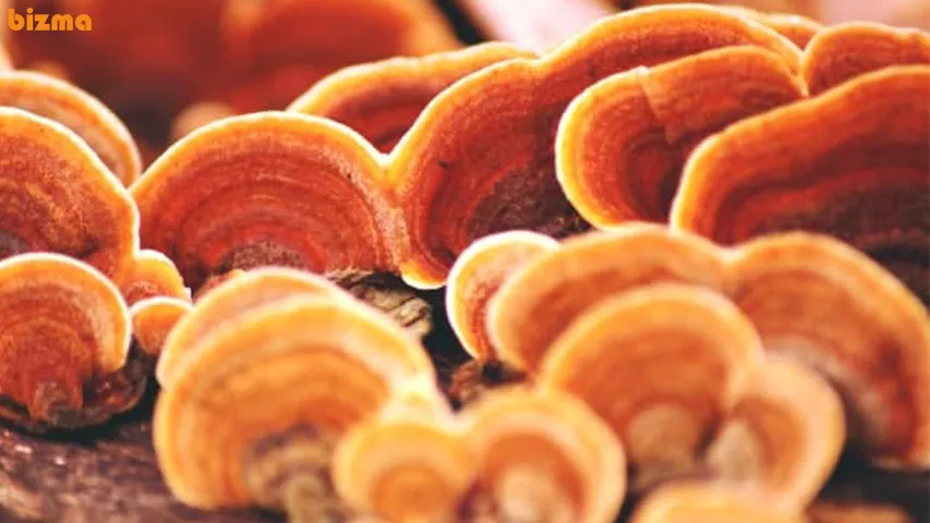 غذاهایی که برای تنبلی تخمدان مضر است